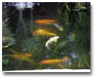pond12.JPG (197181 bytes)